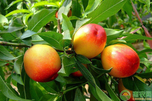 龙丰油桃价格多少钱一斤？种植时都有哪些注意事项？